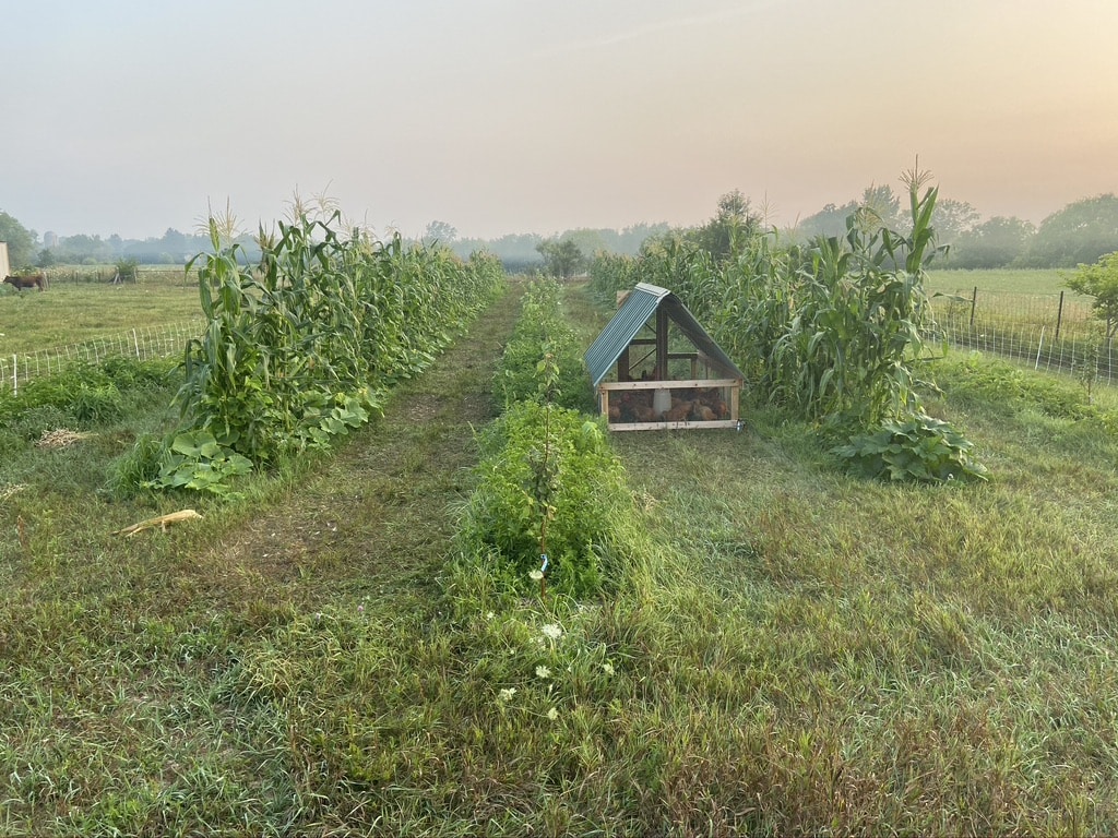 homesteading, self-sufficiency, sustainable living, food preservation, small-scale farming - Homesteading Essentials