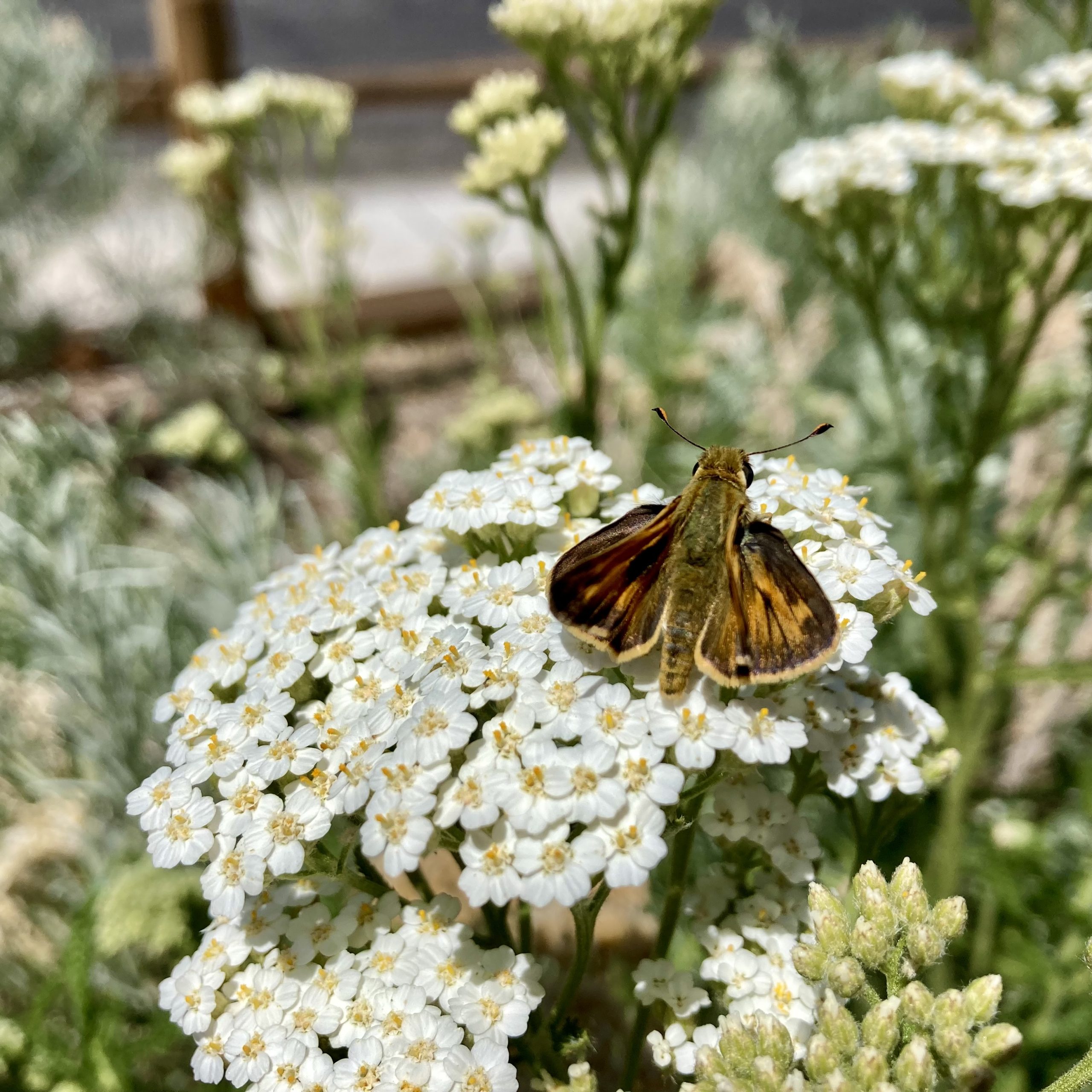  CJensen skipper butterfly on white flower