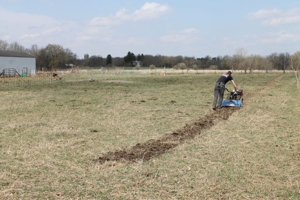tilling up rows for three sisters garden