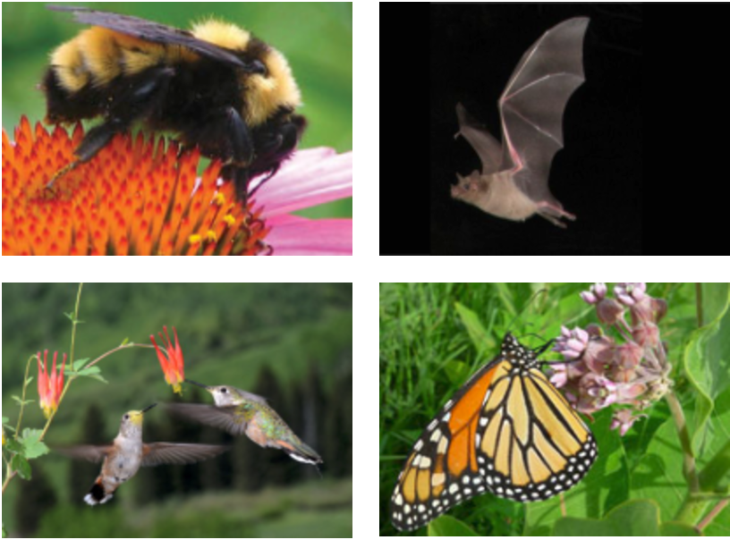 small farming, gardening, micro farming, sustainable agriculture - Flowers and Butterflies